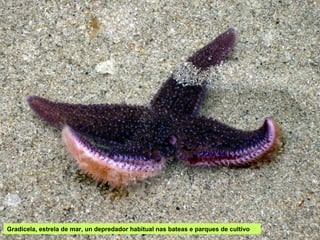 Gradicela, estrela de mar, un depredador habitual nas bateas e parques de cultivo
 