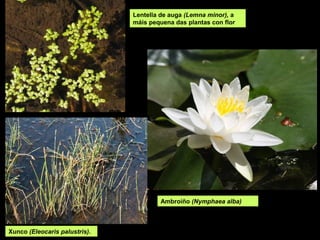 Ambroíño (Nymphaea alba)
Lentella de auga (Lemna minor), a
máis pequena das plantas con flor
Xunco (Eleocaris palustris).
 