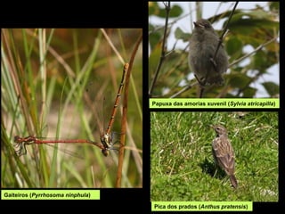 Gaiteiros (Pyrrhosoma ninphula)
Pica dos prados (Anthus pratensis)
Papuxa das amorias xuvenil (Sylvia atricapilla)
 