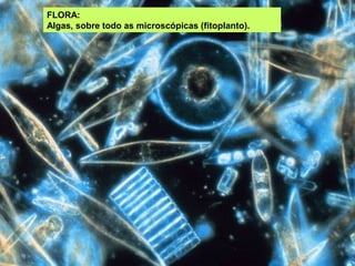 FLORA:
Algas, sobre todo as microscópicas (fitoplanto).
 