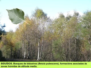 Ecosistemas galegos Slide 8