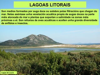 LAGOAS LITORAIS
Son medios formados por auga doce ou solobre polas filtracións que chegan do
mar. Nelas aséntase unha vexe...
