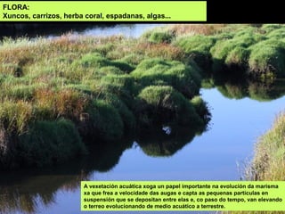 Ecosistemas galegos Slide 94