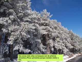 Nas zonas máis altas os bosques son de piñeiros
silvestres (Pinus sylvestris) porque resisten mellor o
frío.
 