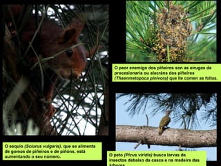 O esquío (Sciurus vulgaris), que se alimenta
de gomos de piñeiros e de piñóns, está
aumentando o seu número. O peto (Picus viridis) busca larvas de
insectos debaixo da casca e na madeira das
O peor enemigo dos piñeiros son as eirugas da
procesionaria ou alacráns dos piñeiros
(Thaenmetopoca pinivora) que lle comen as follas.
 