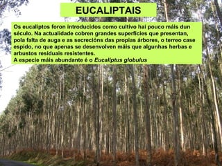 EUCALIPTAIS
Os eucaliptos foron introducidos como cultivo hai pouco máis dun
século. Na actualidade cobren grandes superficies que presentan,
pola falta de auga e as secrecións das propias árbores, o terreo case
espido, no que apenas se desenvolven máis que algunhas herbas e
arbustos residuais resistentes.
A especie máis abundante é o Eucaliptus globulus
 