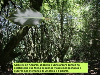 Acibeiral en Ancares. O acivro é unha árbore común no
sotobosque que forma pequenas masas moi pechadas e
escuras nas montañas de Ancares e o Courel.
 