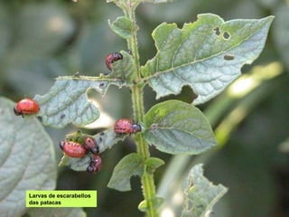 Larvas de escarabellos
das patacas
 