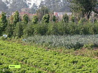 Horta
 