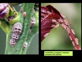 Cochinillas e pulgóns, insectos
parásitos das plantas.
 