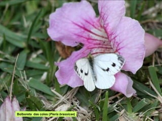 Bolboreta das coles (Pieris brassicae)
 