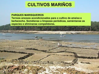 CULTIVOS MARIÑOS
PARQUES MARISQUEIROS
Terreos areosos acondicionados para o cultivo de ameixa e
berberecho. Sométense a limpezas periódicas, seméntanse as
especies e elimínanse competidores.
 