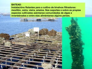 BATEAS:
Instalacións flotantes para o cultivo de bivalvos filtradores:
mexillón, ostra, vieira, ameixa. Nos soportes e sobre as propias
especies cultivadas aséntanse comunidades de algas e
invertebrados e entre elas aliméntanse algúns peixes.
 