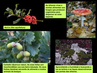Acivro (Ilex aquifolium)
Carballo (Quercus robur). As súas follas son
inconfundibles coa súa beira lobulada. Os seus
froitos (landras) sérvenlle de alimento a moitos
animais do bosque.
As árbores vivas e
mortas alimentan aos
fungos que producen
cogomelos para
dispersar as súas
esporas.
Aproveitando a humidade e buscando a
luz os brións e os liques desenvólvense
nas ponlas das árbores.
 