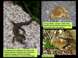 Os lagartos son habituais nos valos onde
atopan alimento e buratos para refuxiarse.
Lagartiño galego (Podarcis bocagei)
endémico de Galicia e o norte de Portugal.
O sapo (Bufo...) busca o abeiro dos
beirais para protexerse durante o día.
Pola noite caza nos cultivos.
Rato de campo
 