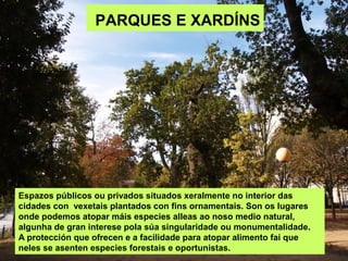 PARQUES E XARDÍNS
Espazos públicos ou privados situados xeralmente no interior das
cidades con vexetais plantados con fins ornamentais. Son os lugares
onde podemos atopar máis especies alleas ao noso medio natural,
algunha de gran interese pola súa singularidade ou monumentalidade.
A protección que ofrecen e a facilidade para atopar alimento fai que
neles se asenten especies forestais e oportunistas.
 
