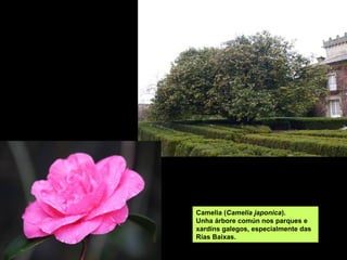 Camelia (Camelia japonica).
Unha árbore común nos parques e
xardíns galegos, especialmente das
Rías Baixas.
 