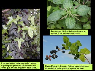 As estrugas (Urtica...) desenvólvense en
lugares ricos en materia orgánica.
Silvas (Rubus...). Os seus froitos, as amorias, son
aproveitados polos paxaros e polas persoas.
A hedra (Hedera helix) aproveita calquera
soporte para gabear suxeitándose coas
raíces que bota ao longo dos seus talos.
 