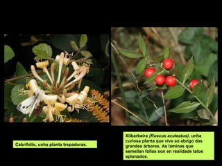 Xilbarbeira (Ruscus aculeatus), unha
curiosa planta que vive ao abrigo das
grandes árbores. As láminas que
semellan follas son en realidade talos
aplanados.
Cabrifollo, unha planta trepadoras.
 