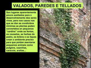 Son lugares aparentemente
pouco axeitados para o
desenvolvemento dos seres
vivos, pero nos casos nos
que se dan as condicións
mínimas as plantas poden
convertelos en pequenos
“xardíns” onde os fentos,
os couselos, as herbas da
pedra, os brións e os liques
crean o ambiente preciso
para que poidan asentarse
pequenos animais como
pulgóns, xoaniñas,
caracois, arañas...
VALADOS, PAREDES E TELLADOS
 