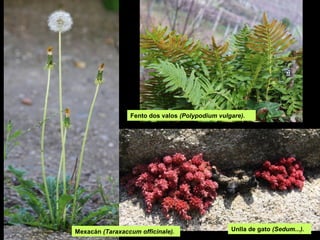 Unlla de gato (Sedum...).Mexacán (Taraxaccum officinale).
Fento dos valos (Polypodium vulgare).
 