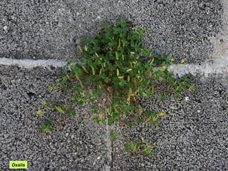 Oxalis
 