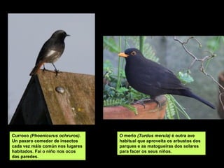 Curroxo (Phoenicurus ochruros).
Un paxaro comedor de insectos
cada vez máis común nos lugares
habitados. Fai o niño nos ocos
das paredes.
O merlo (Turdus merula) é outra ave
habitual que aproveita os arbustos dos
parques e as matogueiras dos solares
para facer os seus niños.
 