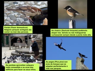 Pardal (Paser domesticus).
Nalgúns parques achégase ata
comer na man das persoas.
Ao chasco (Saxicola torquata) podémolo
atopar nos beirais ou nas matogueiras
curioseando sempre desde a ponla máis alta.
As pombas aproveitan calquera
resto comestíble e os ocos dos
edificios para facer os seus niños.
As pegas (Pica pica) son
aves do bosque que se
adaptan perfectamente á
vida nos parques.
 