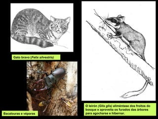 O leirón (Glis glis) aliméntase dos froitos do
bosque e aproveita os furados das árbores
para agocharse e hibernar.
Gato bravo (Felix silvestris)
Bacalouras e véporas
 