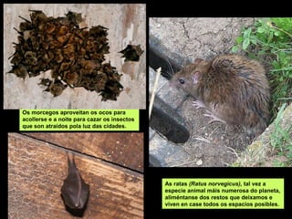 As ratas (Ratus norvegicus), tal vez a
especie animal máis numerosa do planeta,
aliméntanse dos restos que deixamos e
viven en case todos os espacios posibles.
Os morcegos aproveitan os ocos para
acollerse e a noite para cazar os insectos
que son atraídos pola luz das cidades.
 