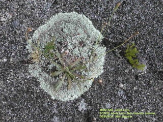 MONTAXE: Adela Leiro
FOTOS: Adela Leiro, Mon Daporta, Internet.
DEBUXOS: Mon Daporta
 