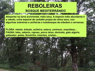 REBOLEIRAS
BOSQUE MEDITERRÁNEO
Atópanse na zona suroriental, máis seca. A especie máis abundante é
o rebolo, unha especie de carballo propia do clima seco, con
algunhas sobreiras e aciñeiras e sotobosque de erbedos e carrascas.
FLORA: rebolo, érbedo, aciñeira, esteva, cantroxo, orquídeas...
FAUNA: lobo, xabarín, raposo, porco teixo, donicela, gato algario,
gabeador, petos, ferreiriño, insectos, arañas...
 