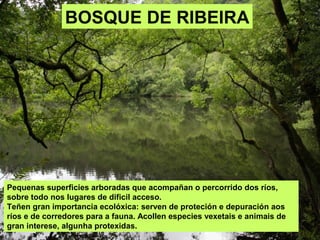 Pequenas superficies arboradas que acompañan o percorrido dos ríos,
sobre todo nos lugares de dificil acceso.
Teñen gran importancia ecolóxica: serven de proteción e depuración aos
ríos e de corredores para a fauna. Acollen especies vexetais e animais de
gran interese, algunha protexidas.
BOSQUE DE RIBEIRA
 