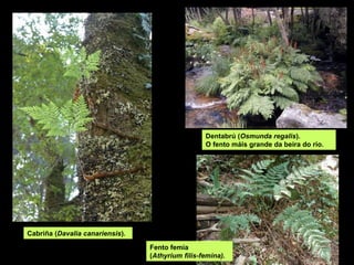 Dentabrú (Osmunda regalis).
O fento máis grande da beira do río.
Cabriña (Davalia canariensis).
Fento femia
(Athyrium filis-femina).
 