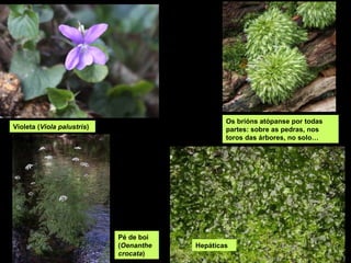 Os brións atópanse por todas
partes: sobre as pedras, nos
toros das árbores, no solo…
Pé de boi
(Oenanthe
crocata)
Hepáticas
Violeta (Viola palustris)
 