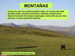 MONTAÑAS
A pesar de que non acadan grandes cotas, os curutos das máis
elevadas están cubertos de prados e especies arbustivas de
desenvolvemento moi escaso (queirugas, uces) entre as que viven
papuxas e outros pequenos paxaros.
Pena Trevinca. O monte máis alto de Galicia.
 