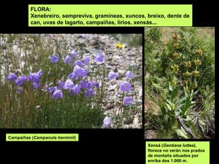 FLORA:
Xenebreiro, sempreviva, gramíneas, xuncos, breixo, dente de
can, uvas de lagarto, campaíñas, lirios, xensás...
Xensá (Gentiana luttea),
florece no verán nos prados
de montaña situados por
enriba dos 1.000 m.
Campaíñas (Campanula herminii)
 