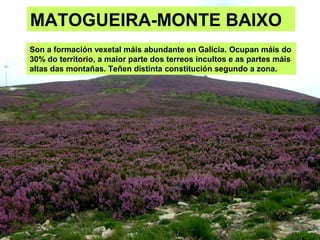 MATOGUEIRA-MONTE BAIXO
Son a formación vexetal máis abundante en Galicia. Ocupan máis do
30% do territorio, a maior parte dos terreos incultos e as partes máis
altas das montañas. Teñen distinta constitución segundo a zona.
 