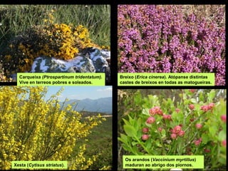 Carqueixa (Ptrospartinum tridentatum).
Vive en terreos pobres e soleados.
Xesta (Cytisus striatus).
Breixo (Erica cinerea). Atópanse distintas
castes de breixos en todas as matogueiras.
Os arandos (Vaccinium myrtillus)
maduran ao abrigo dos piornos.
 