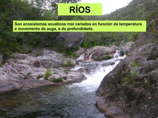 RÍOS
Son ecosistemas acuáticos mai variados en función da temperatura
e movemento da auga, e da profundidade.
 