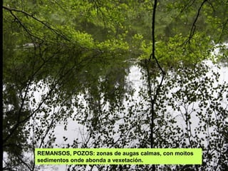 REMANSOS, POZOS: zonas de augas calmas, con moitos
sedimentos onde abonda a vexetación.
 