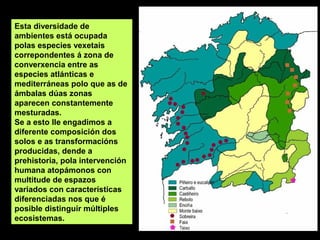 Esta diversidade de
ambientes está ocupada
polas especies vexetais
correpondentes á zona de
converxencia entre as
especies atlánticas e
mediterráneas polo que as de
ámbalas dúas zonas
aparecen constantemente
mesturadas.
Se a esto lle engadimos a
diferente composición dos
solos e as transformacións
producidas, dende a
prehistoria, pola intervención
humana atopámonos con
multitude de espazos
variados con características
diferenciadas nos que é
posible distinguir múltiples
ecosistemas.
 