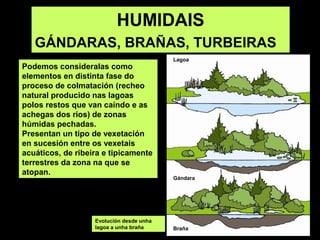 HUMIDAIS
GÁNDARAS, BRAÑAS, TURBEIRAS
Podemos consideralas como
elementos en distinta fase do
proceso de colmatación (recheo
natural producido nas lagoas
polos restos que van caíndo e as
achegas dos ríos) de zonas
húmidas pechadas.
Presentan un tipo de vexetación
en sucesión entre os vexetais
acuáticos, de ribeira e tipicamente
terrestres da zona na que se
atopan.
Evolución desde unha
lagoa a unha braña
Gándara
Braña
Lagoa
 