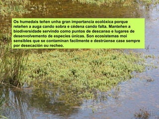 Os humedais teñen unha gran importancia ecolóxica porque
reteñen a auga cando sobra e cédena cando falta. Manteñen a
biodiversidade servindo como puntos de descanso e lugares de
desenvolvemento de especies únicas. Son ecosistemas moi
sensibles que se contaminan facilmente e destrúense case sempre
por desecación ou recheo.
 