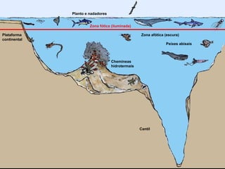 Planto e nadadores
Zona afótica (escura)
Peixes abisais
Chemineas
hidrotermais
Plataforma
continental
Cantil
Zona fótica (iluminada)
 