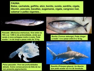 FAUNA:
Balea, cachalote, golfiño, atún, bonito, xurelo, sardiña, cigala,
tiburón, pescada, bacallao, augamares, cigala, cangrexo real,
calamar e polbo xigantes...
Peixe pescador. Vive nas profundidades
abisais. Como consecuencia da falta de luz
non presenta pigmentación.
Pescada (Merlucius merlucius). Vive entre os
100 e os 1.000 m de profundidade, aínda que
cando é nova achégase moito á costa. Pode
acadar 1 m de longo e pesar máis de 10 kg.
Bonito (Tunnus alalunga). Pode chegar
a medir 1 m e pesar entre 9 e 10 kg.
Quenlla (Prionace glauca). Un tiburón
que pode acadar os 4 m de lonxitude.
 