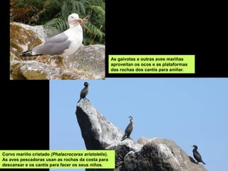 As gaivotas e outras aves mariñas
aproveitan os ocos e as plataformas
das rochas dos cantís para aniñar.
Corvo mariño cristado (Phalacrocorax aristolelis).
As aves pescadoras usan as rochas da costa para
descansar e os cantís para facer os seus niños.
 