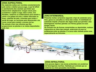 ZONA SUPRALITORAL
Os materiais soltos son movidos constantemente
polo vento e reteñen pouca auga, o que fai dificil
o asentamento dos vexetais que teñen que
desenvolver adaptacións: longas raíces para
suxeitarse e captar a auga, talos curtos, moi
flexibles, rasteiros ou subterráneos para resistir o
vento e os golpes da area, e follas reducidas ou
finas, cubertas de pelo, coirentas para evitar a
perda de auga, ou carnosas para almacenala e de
cores craras para resistir o exceso de luz.
Os animais viven nos refuxios que lles
proporcionan as plantas e os restos depositados
polo mar.
ZONA INTERMAREAL
Presenta moitas variacións segundo o tipo de substrato (area,
limo, grava ou cascallo) e a forza das ondas. A mobilidade do
substrato impide a fixación das algas aínda que permite a das
fanerógamas mariñas (plantas con flores) grazas ás súas
longas raíces.
Os animais son de formas comprimidas ou deprimidas, realizan
migracións ao ritmo das mareas, enterrarse na area ou
protéxense entre as plantas. É a zona máis visitada polas aves,
especialmente as limícolas.
ZONA INFRALITORAL
Con poucas algas e nas zonas protexidas con pradeiras
de fanerógamas mariñas. Habitada por animais que se
enterran ou viven pousados nos fondos.
 
