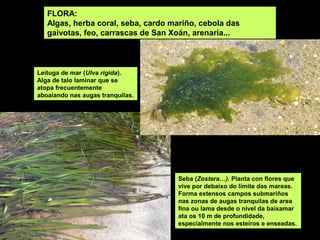 FLORA:
Algas, herba coral, seba, cardo mariño, cebola das
gaivotas, feo, carrascas de San Xoán, arenaria...
Leituga de mar (Ulva rigida).
Alga de talo laminar que se
atopa frecuentemente
aboaiando nas augas tranquilas.
Seba (Zostera…). Planta con flores que
vive por debaixo do límite das mareas.
Forma extensos campos submariños
nas zonas de augas tranquilas de area
fina ou lama desde o nivel da baixamar
ata os 10 m de profundidade,
especialmente nos esteiros e enseadas.
 
