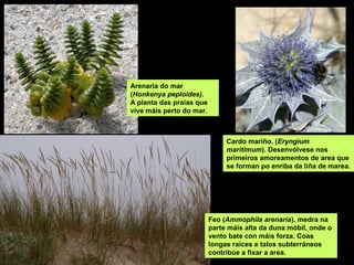 Arenaria do mar
(Honkenya peploides).
A planta das praias que
vive máis perto do mar.
Cardo mariño. (Eryngium
maritimum). Desenvólvese nos
primeiros amoreamentos de area que
se forman po enriba da liña de marea.
Feo (Ammophila arenaria), medra na
parte máis alta da duna móbil, onde o
vento bate con máis forza. Coas
longas raíces e talos subterráneos
contribúe a fixar a area.
 